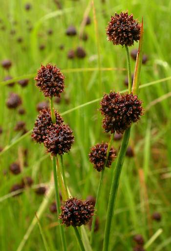 Juncus ensifolius - 1 Juncus ensifolius - 1