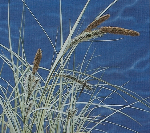 Carex riparia ´Variegata´ - 1 Carex riparia ´Variegata´ - 1