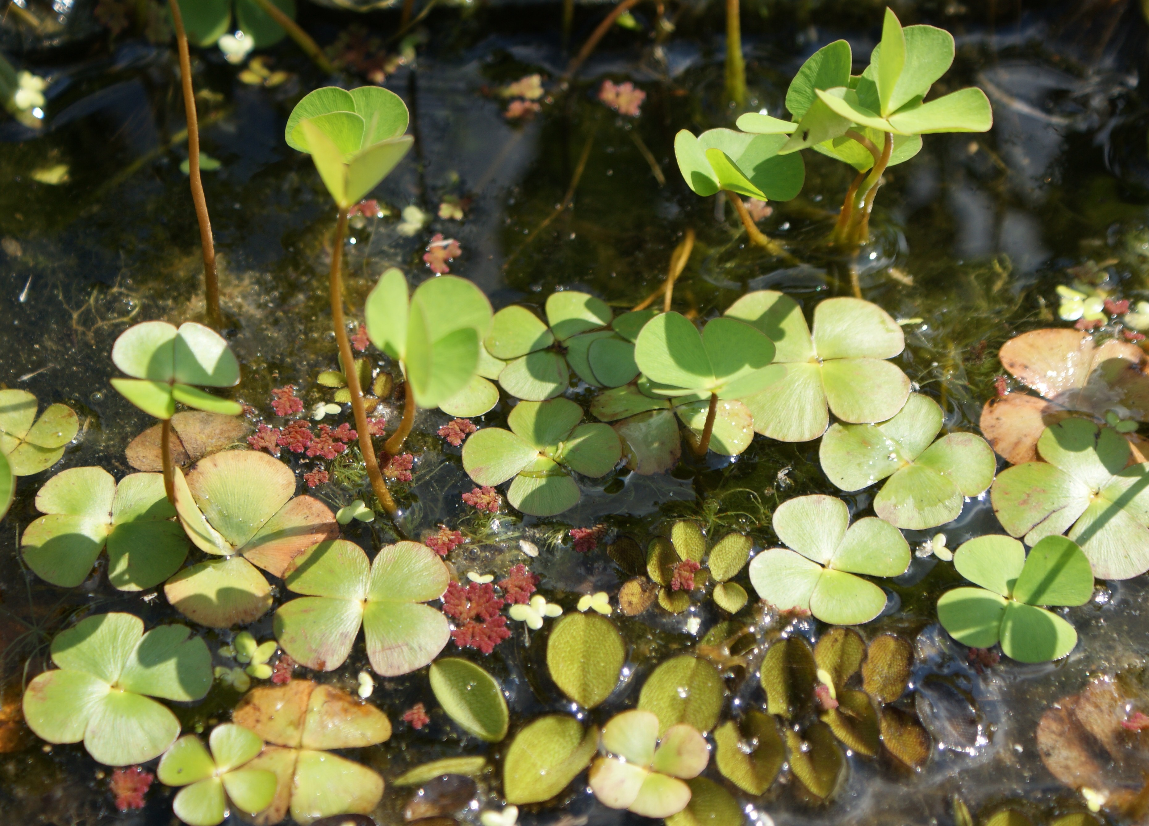 Marsilea quadrifolia - 1 Marsilea quadrifolia - 1