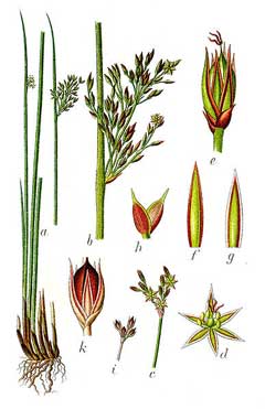 Juncus inflexus (glaucus) - 1 Juncus inflexus (glaucus) - 1