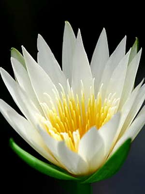 Nymphaea ´Hever White´ - 1 Nymphaea ´Hever White´ - 1