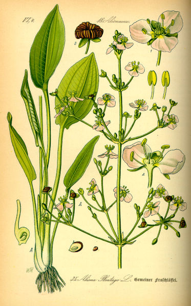 Alisma plantago-aquatica - 1 Alisma plantago-aquatica - 1