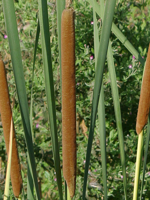 Typha latifolia - 1 Typha latifolia - 1