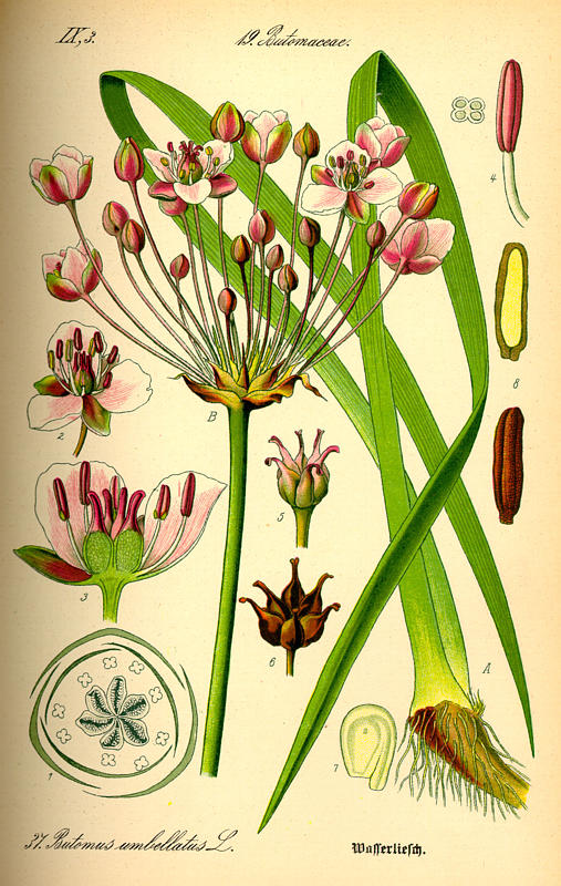 Butomus umbellatus - 1 Butomus umbellatus - 1