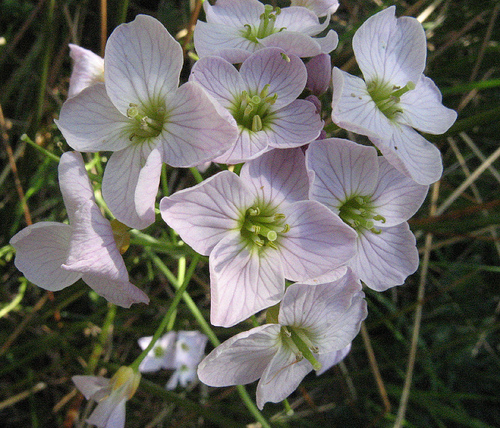 Cardamine pratensis - 1 Cardamine pratensis - 1