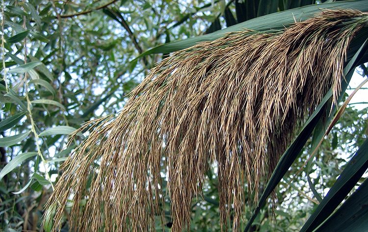 Phragmites australis - 1 Phragmites australis - 1
