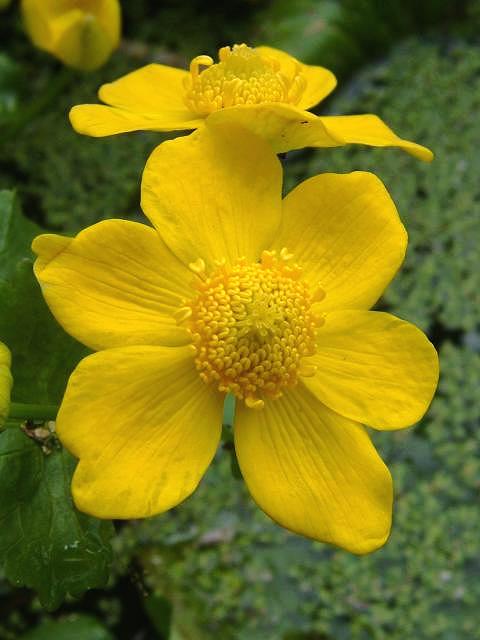 Caltha palustris - 1 Caltha palustris - 1