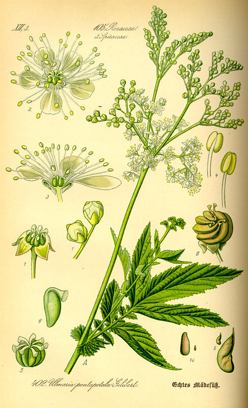 Filipendula ulmaria - 2 Filipendula ulmaria - 2