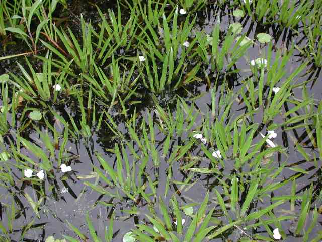 Stratiotes aloides - 2 Stratiotes aloides - 2