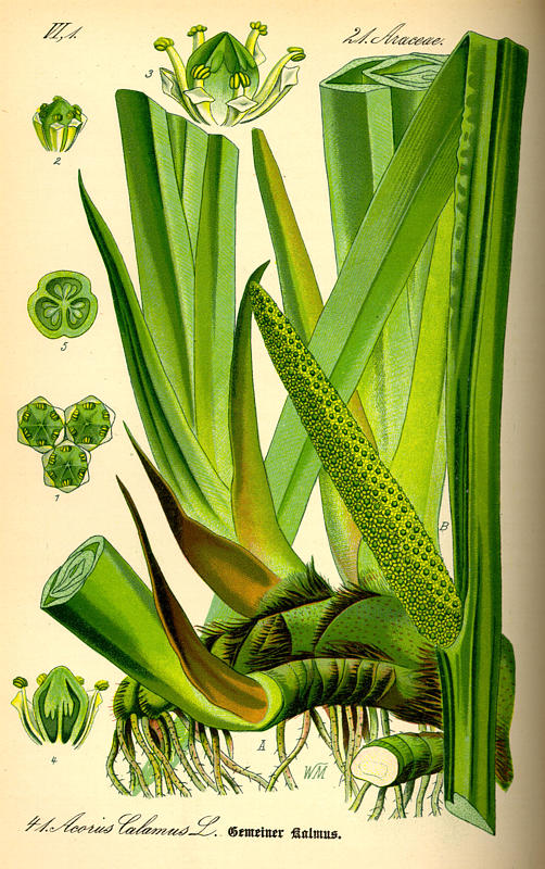Acorus calamus - 2 Acorus calamus - 2