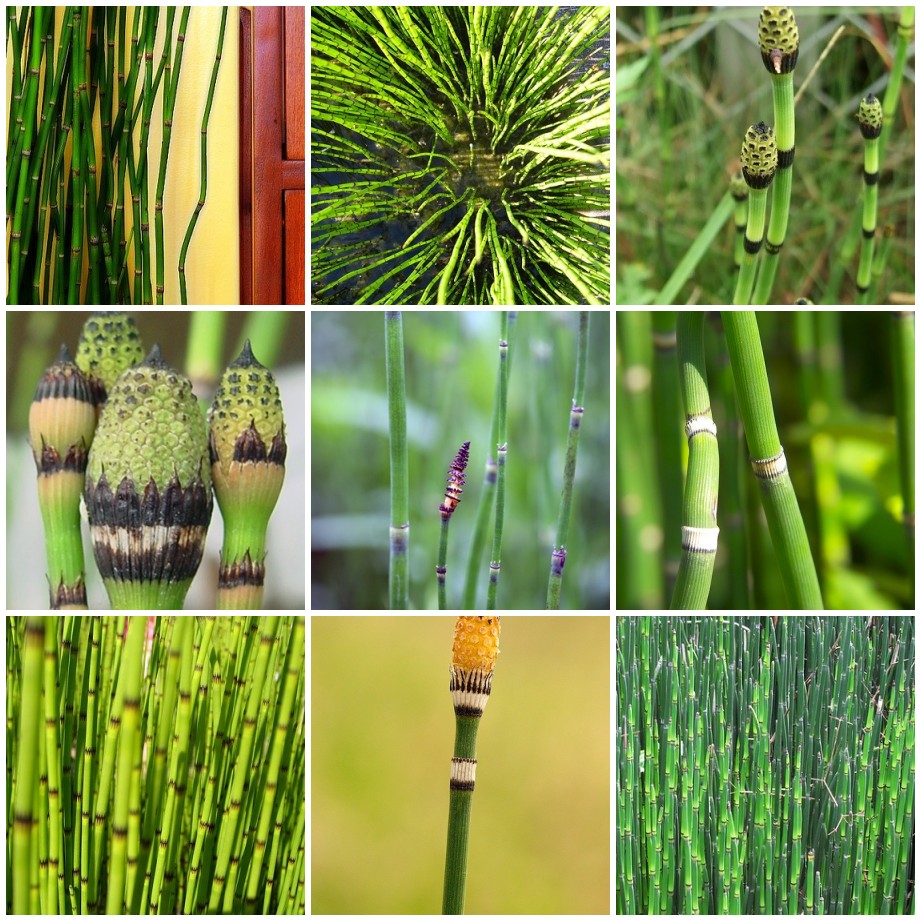 Equisetum hyemale - 2 Equisetum hyemale - 2