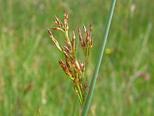 Juncus inflexus (glaucus) - 2 Juncus inflexus (glaucus) - 2