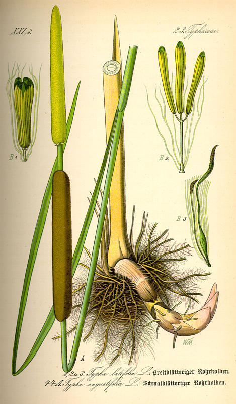Typha latifolia - 2 Typha latifolia - 2
