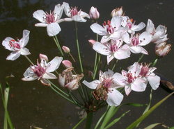 Butomus umbellatus - 2 Butomus umbellatus - 2
