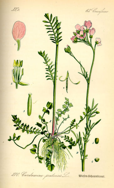 Cardamine pratensis - 2 Cardamine pratensis - 2