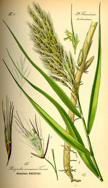 Phragmites australis - 2 Phragmites australis - 2