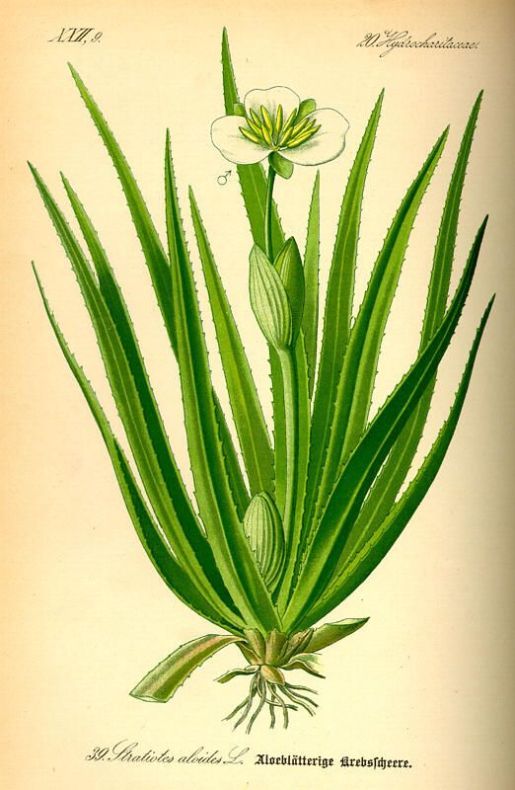 Stratiotes aloides - 4 Stratiotes aloides - 4