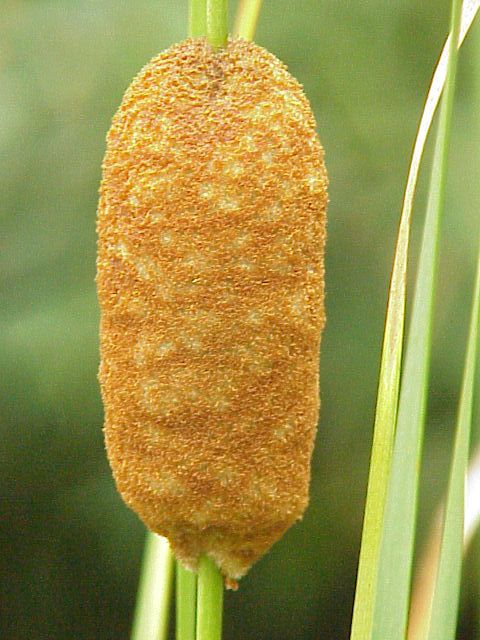 Typha laxmannii - 1 Typha laxmannii - 1