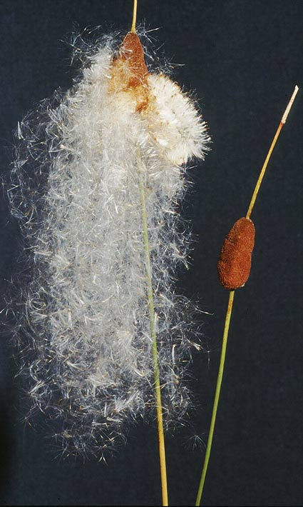 Typha laxmannii - 2 Typha laxmannii - 2