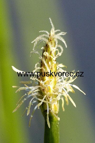 Eleocharis acicularis