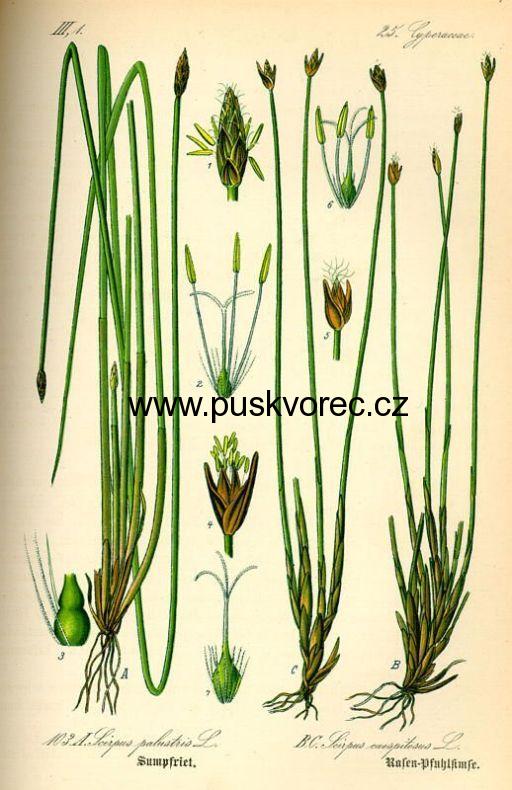 Eleocharis acicularis