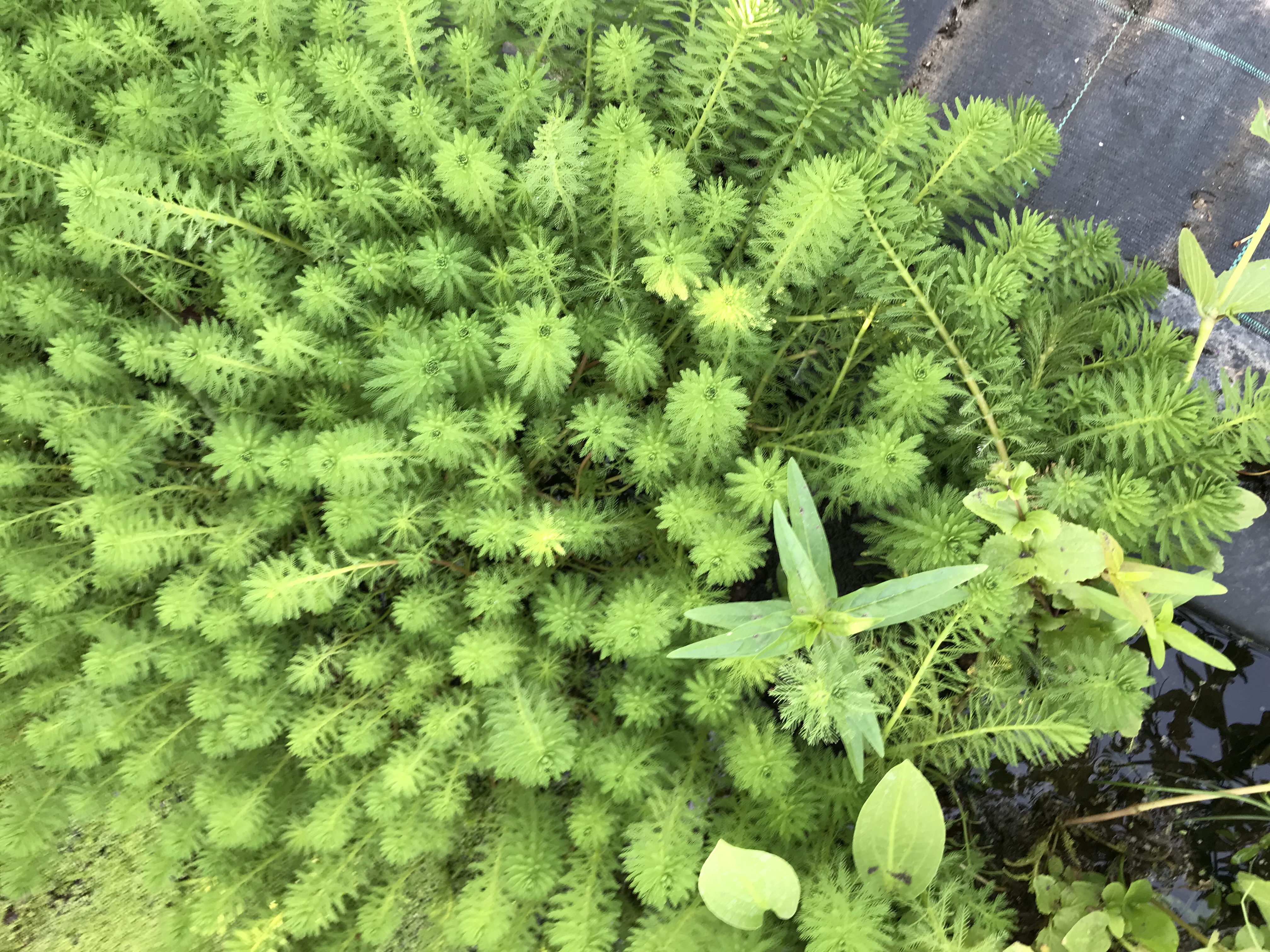 Myriophyllum crispatum