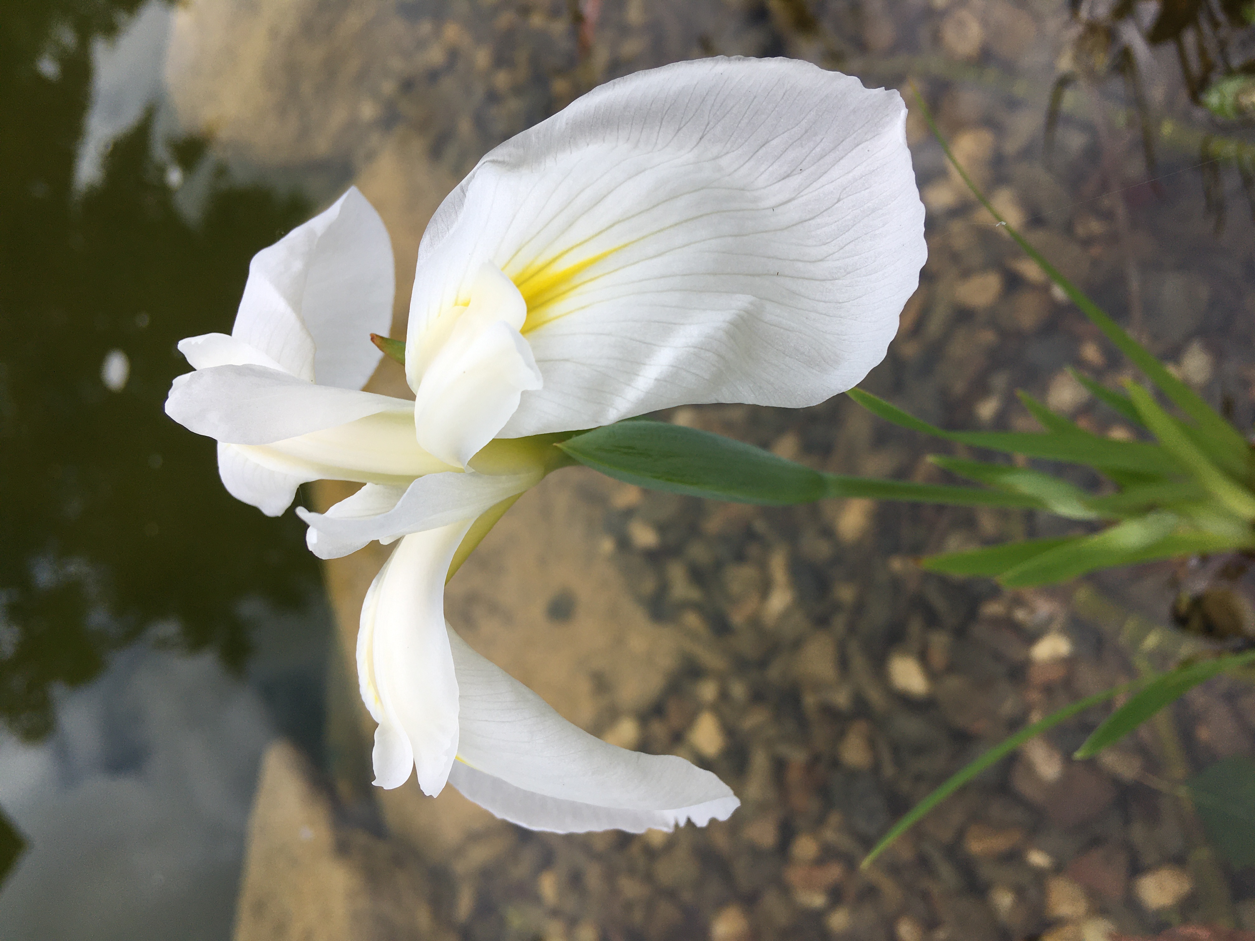 Iris laevigata ´Snowdrift´