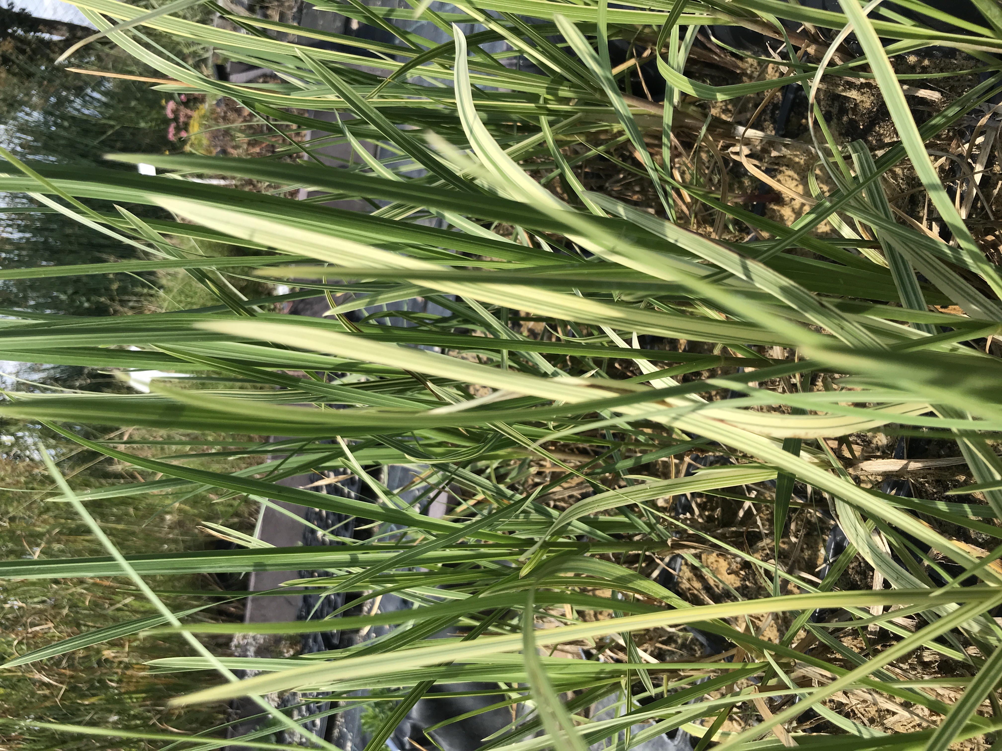 Glyceria maxima ´Variegata´