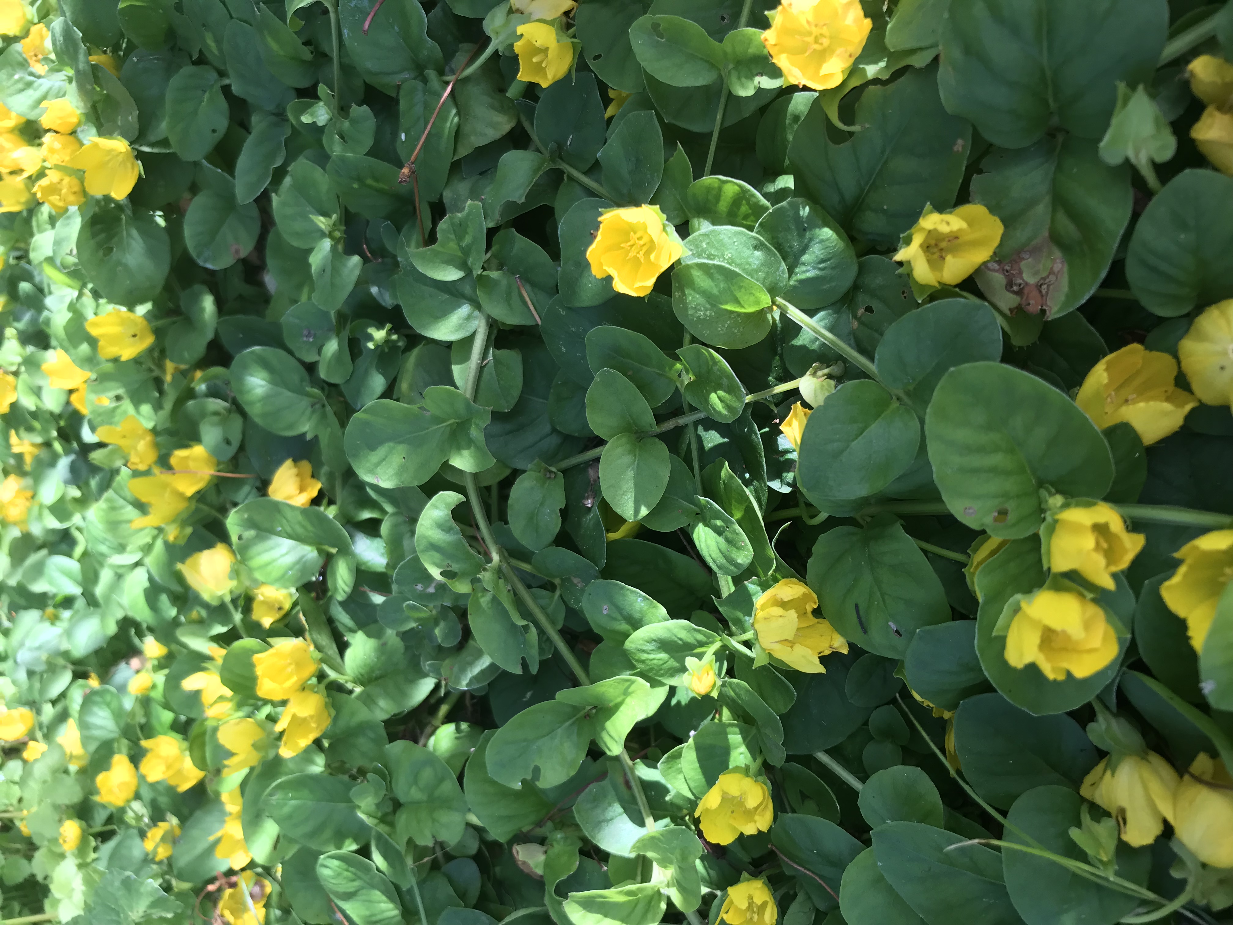 Lysimachia nummularia
