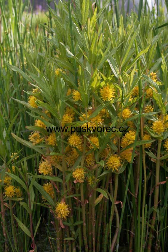 Lysimachia thyrsiflora