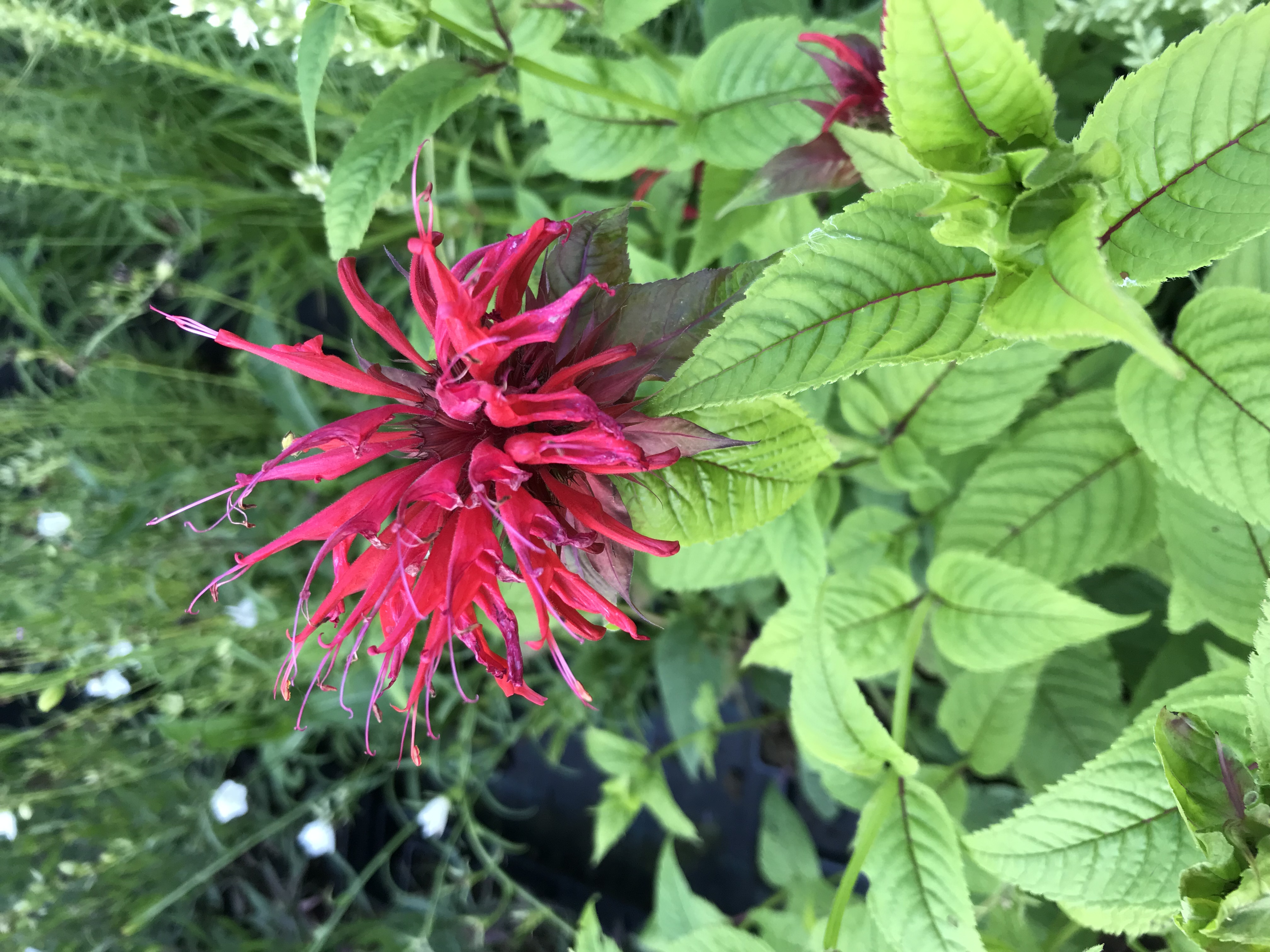 Monarda didyma RED SHADES