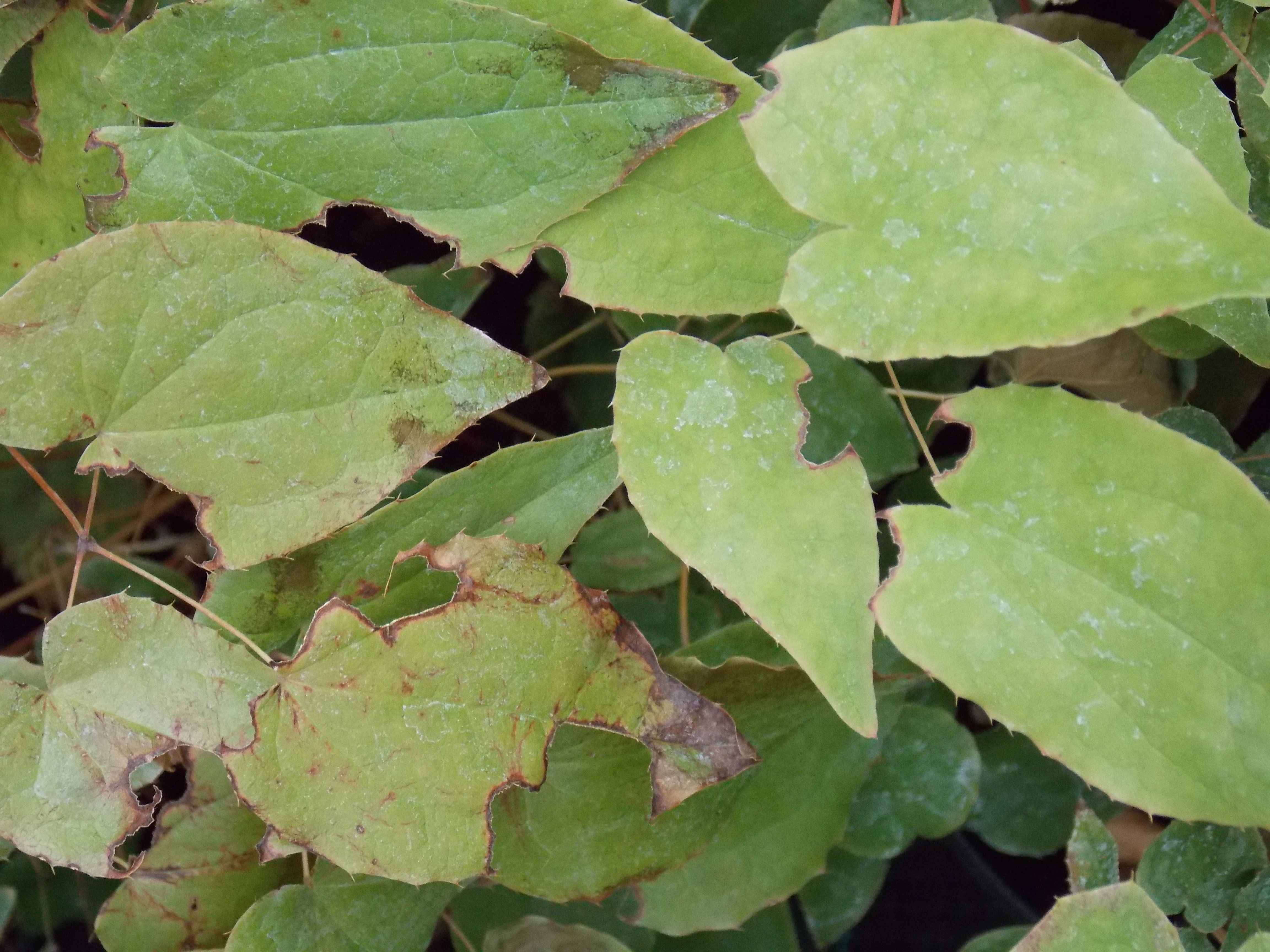 Epimedium grandiflorum LILAFEE