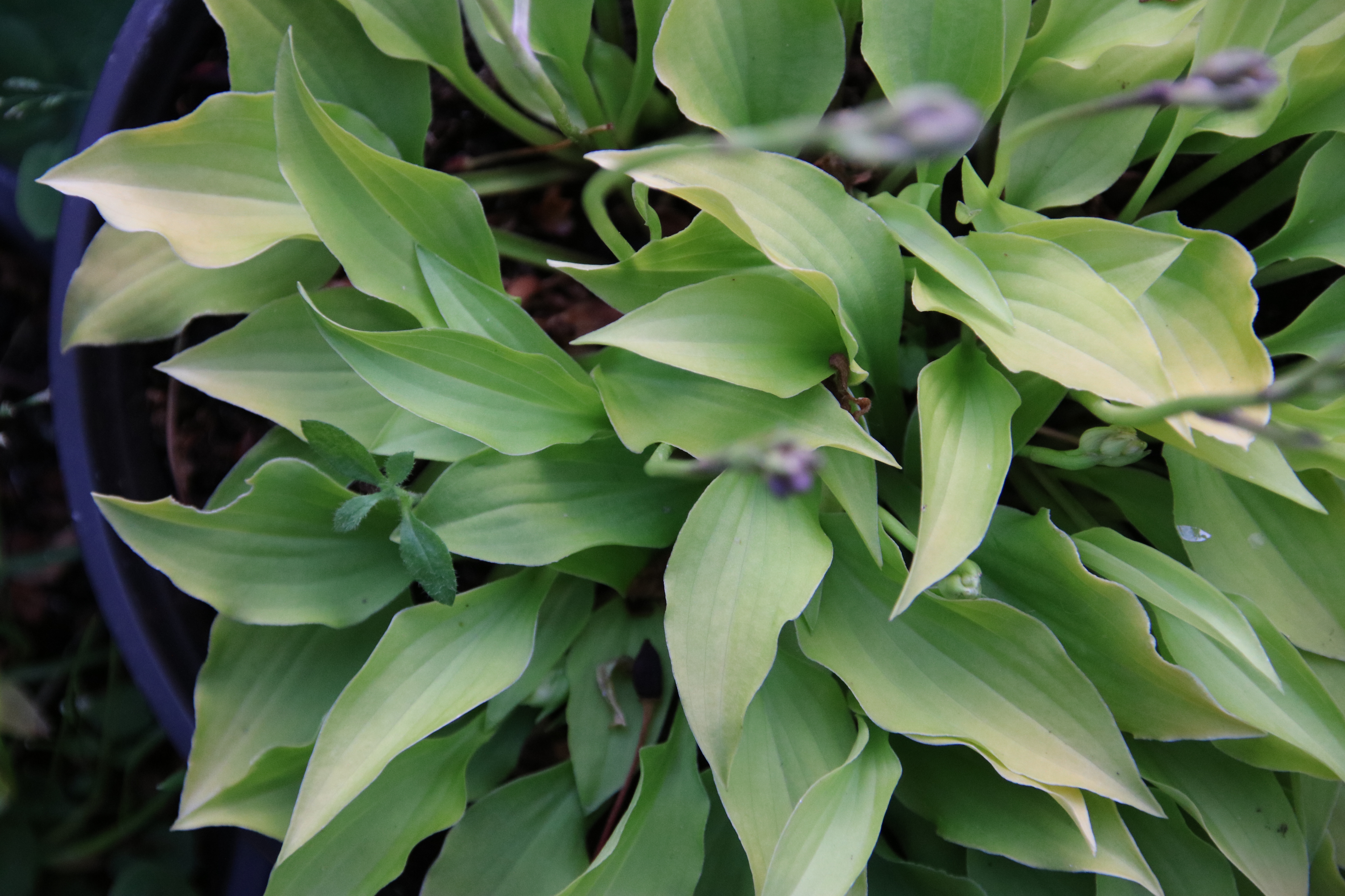 Hosta GINGEE