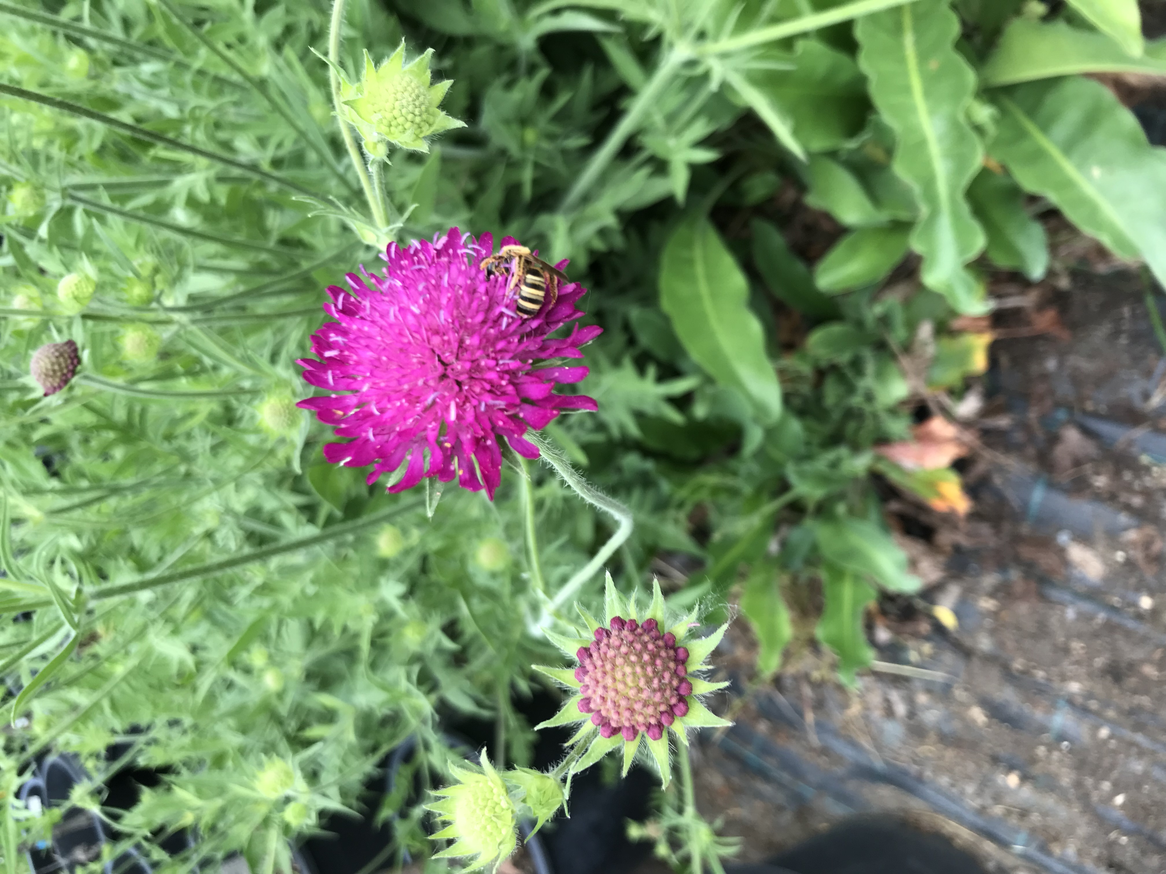 Knautia macedonica RED KNIGHT