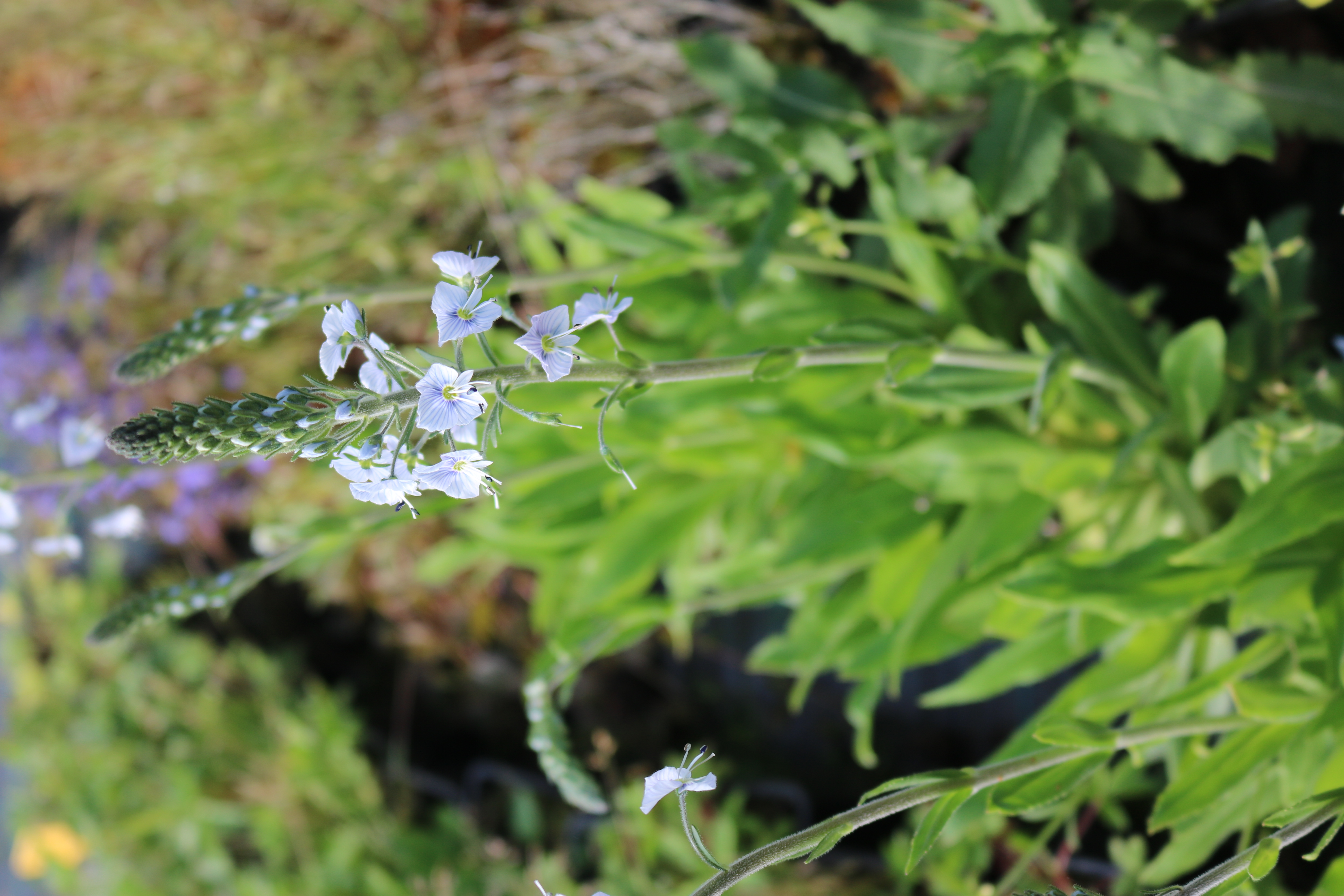 Veronica gentianoides