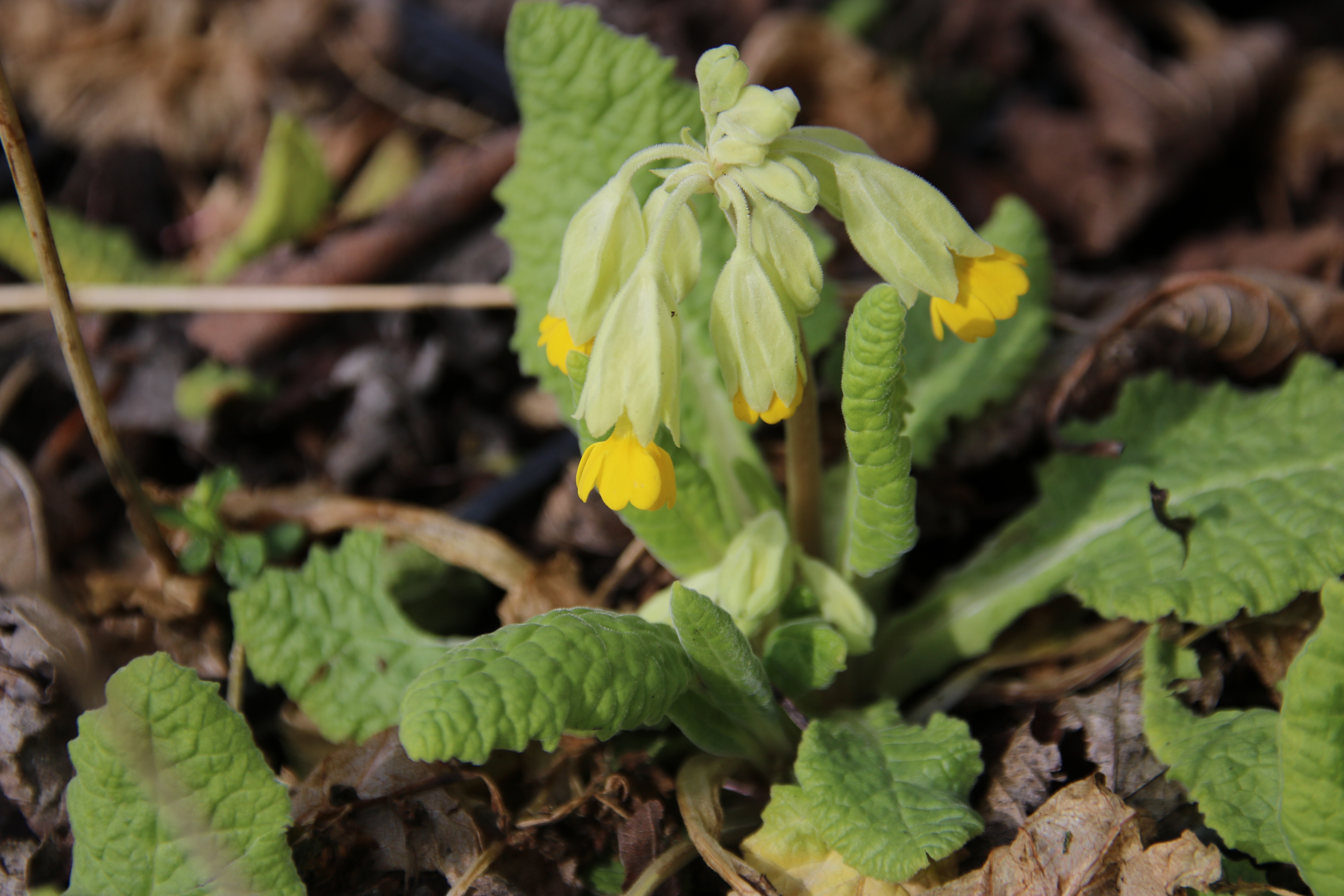 Primula veris BRIGHT DEEP YELLOW
