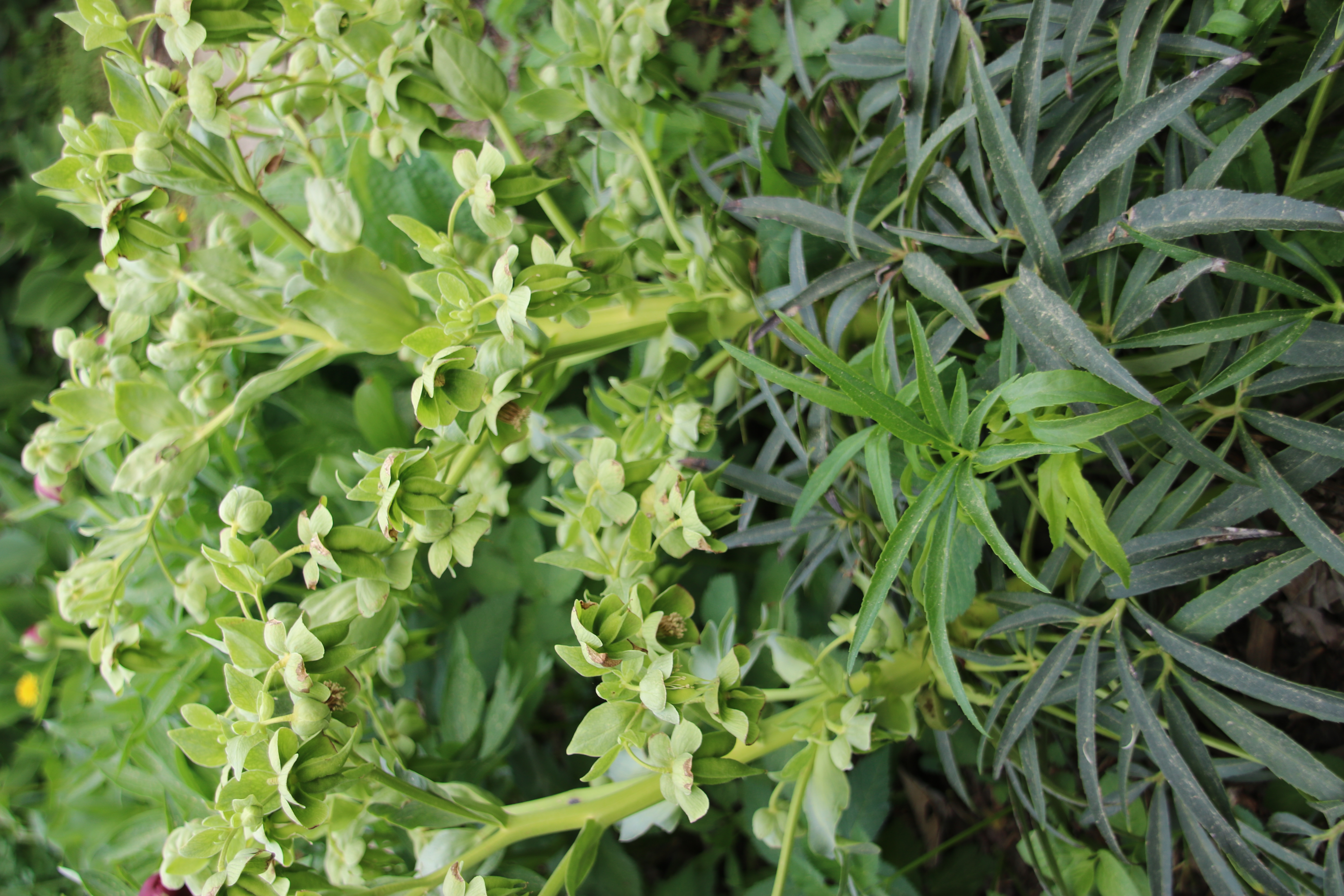 Helleborus foetidus