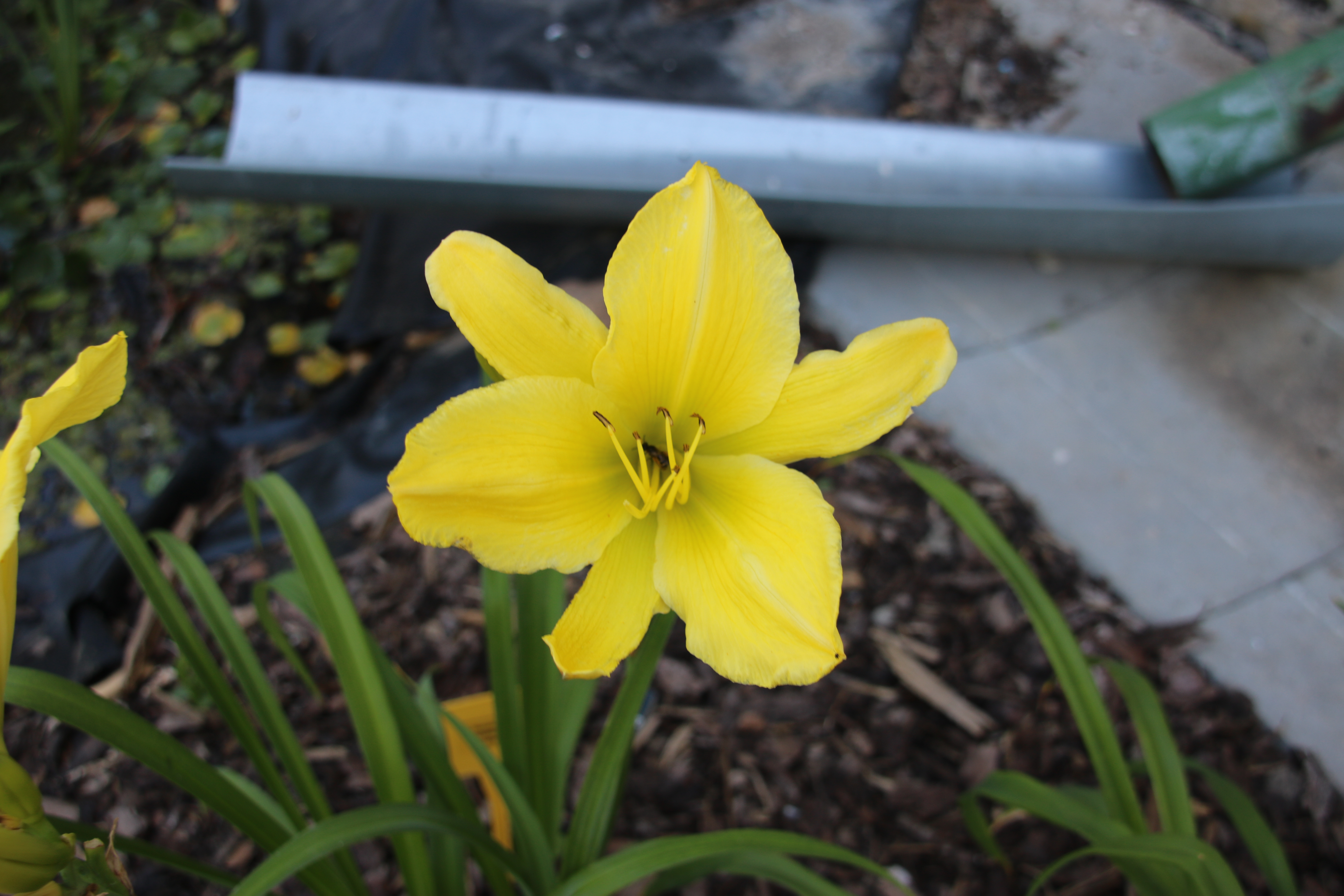 Hemerocallis QUAKING ASPEN