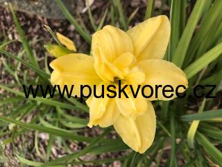 Hemerocallis DOUBLE KLONDIKE