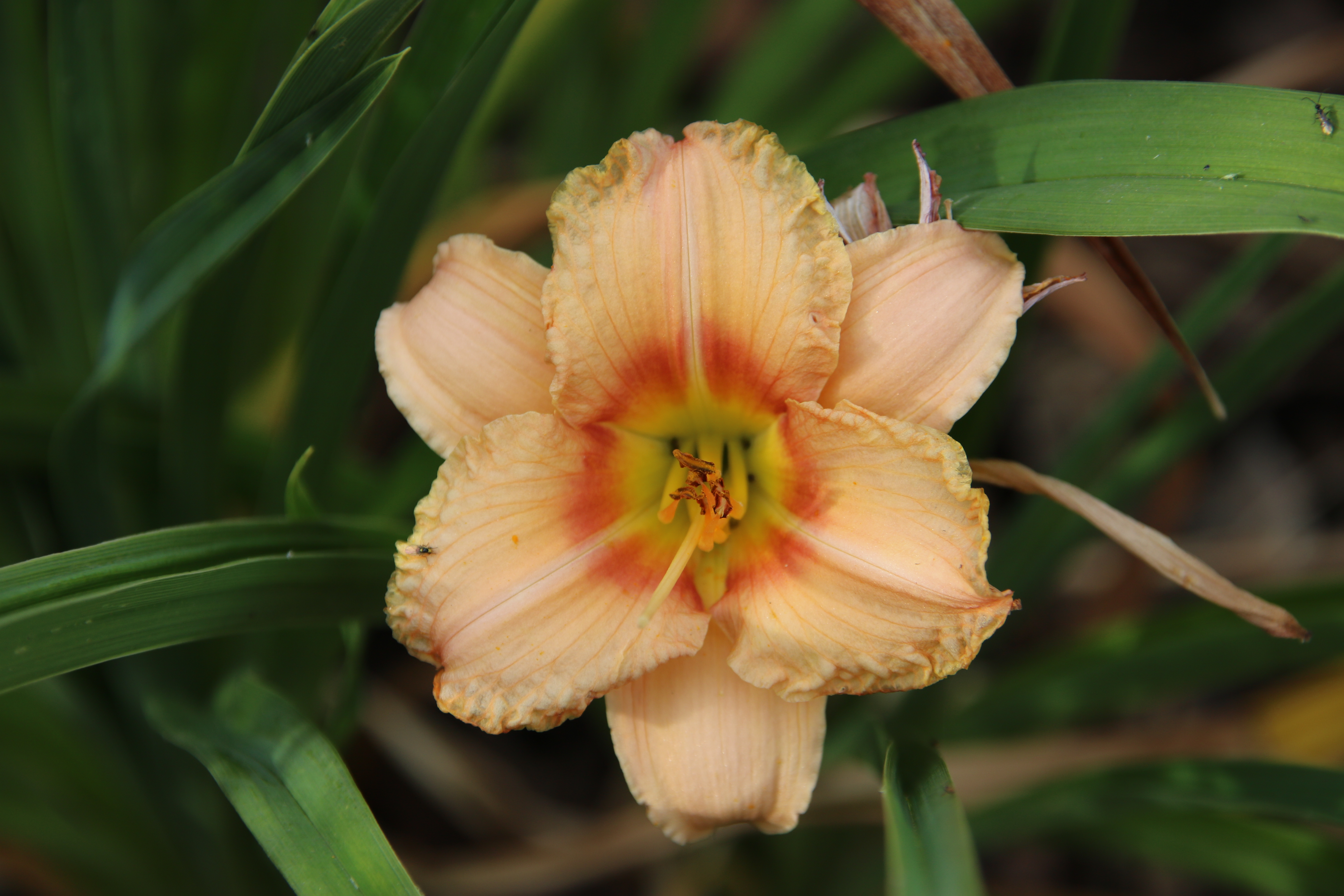Hemerocallis SILOAM CINDERELLA