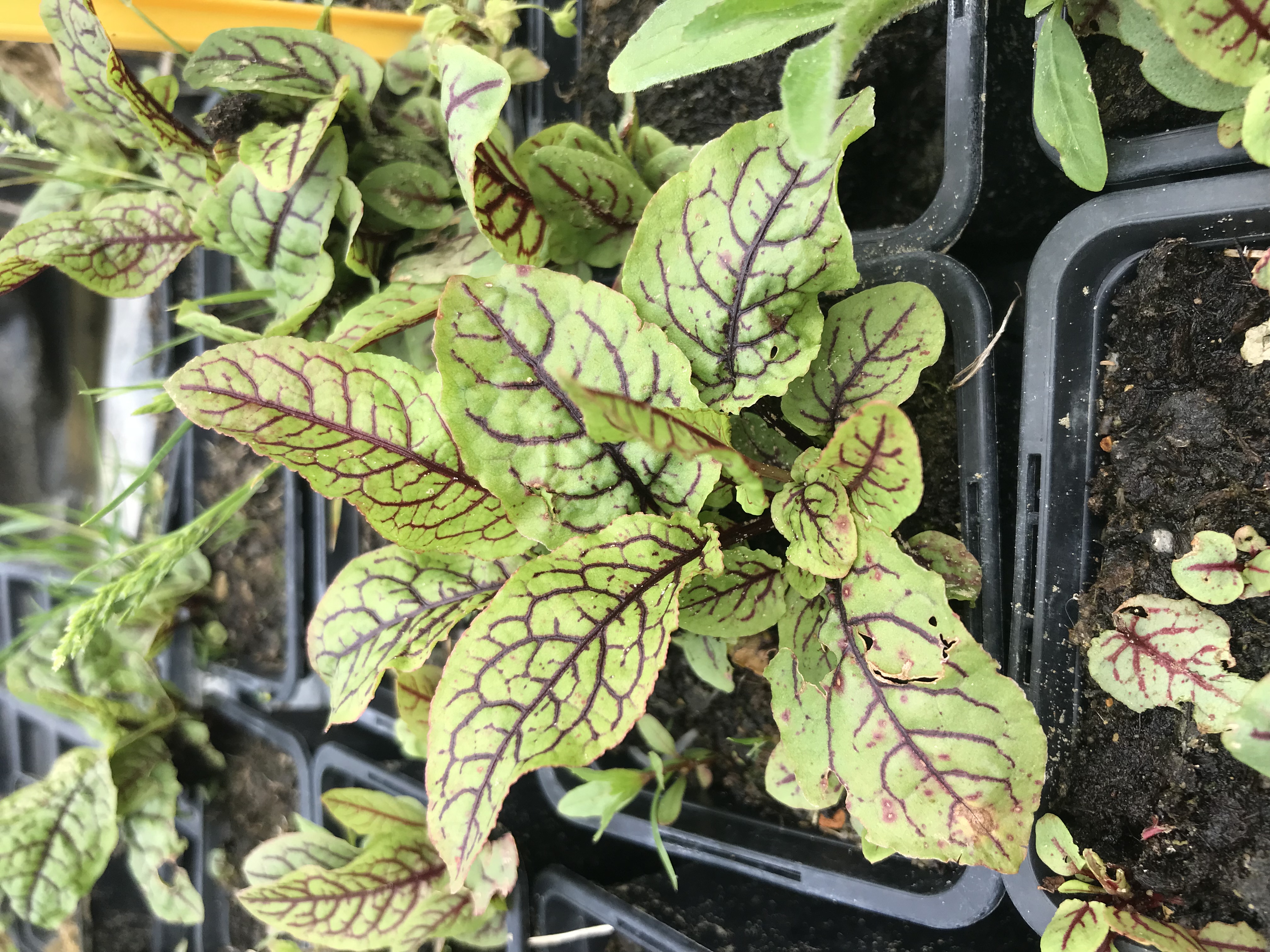 Rumex sanguineus ssp. sanguineus