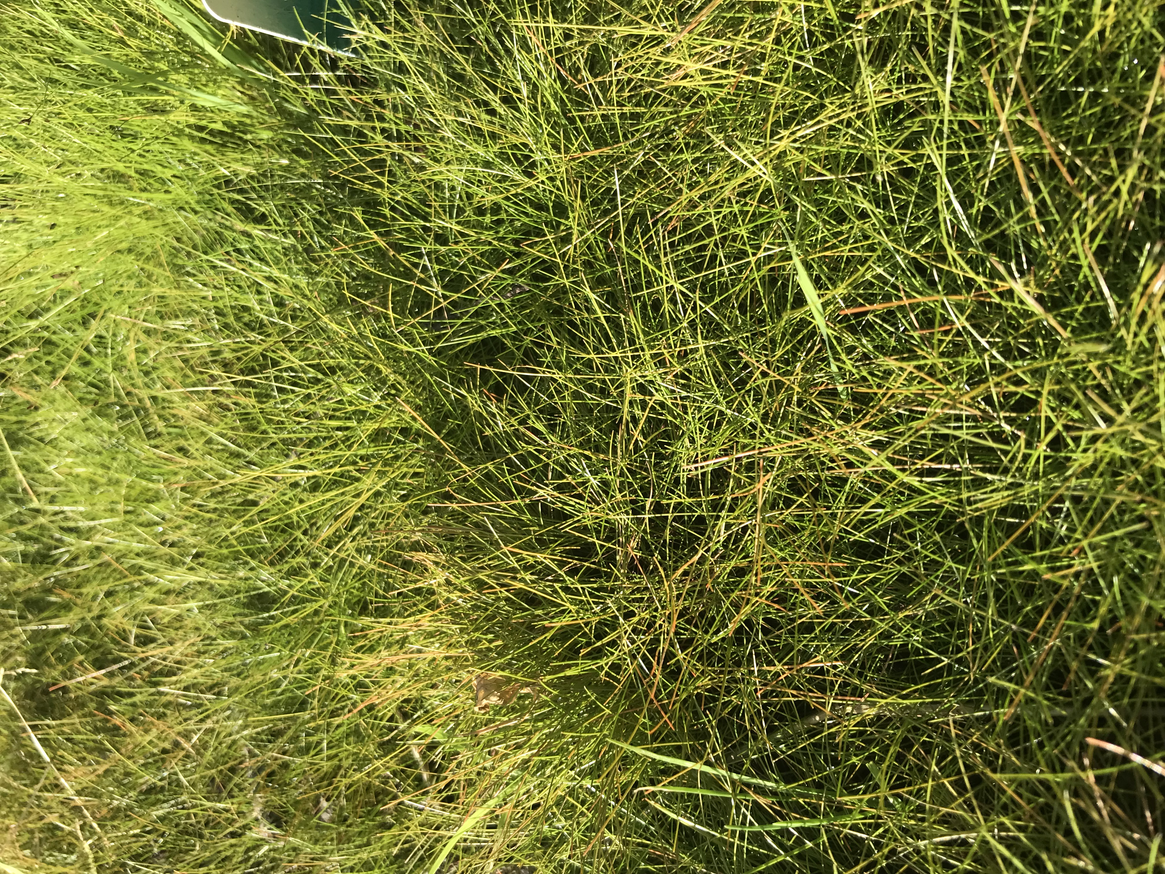 Eleocharis acicularis