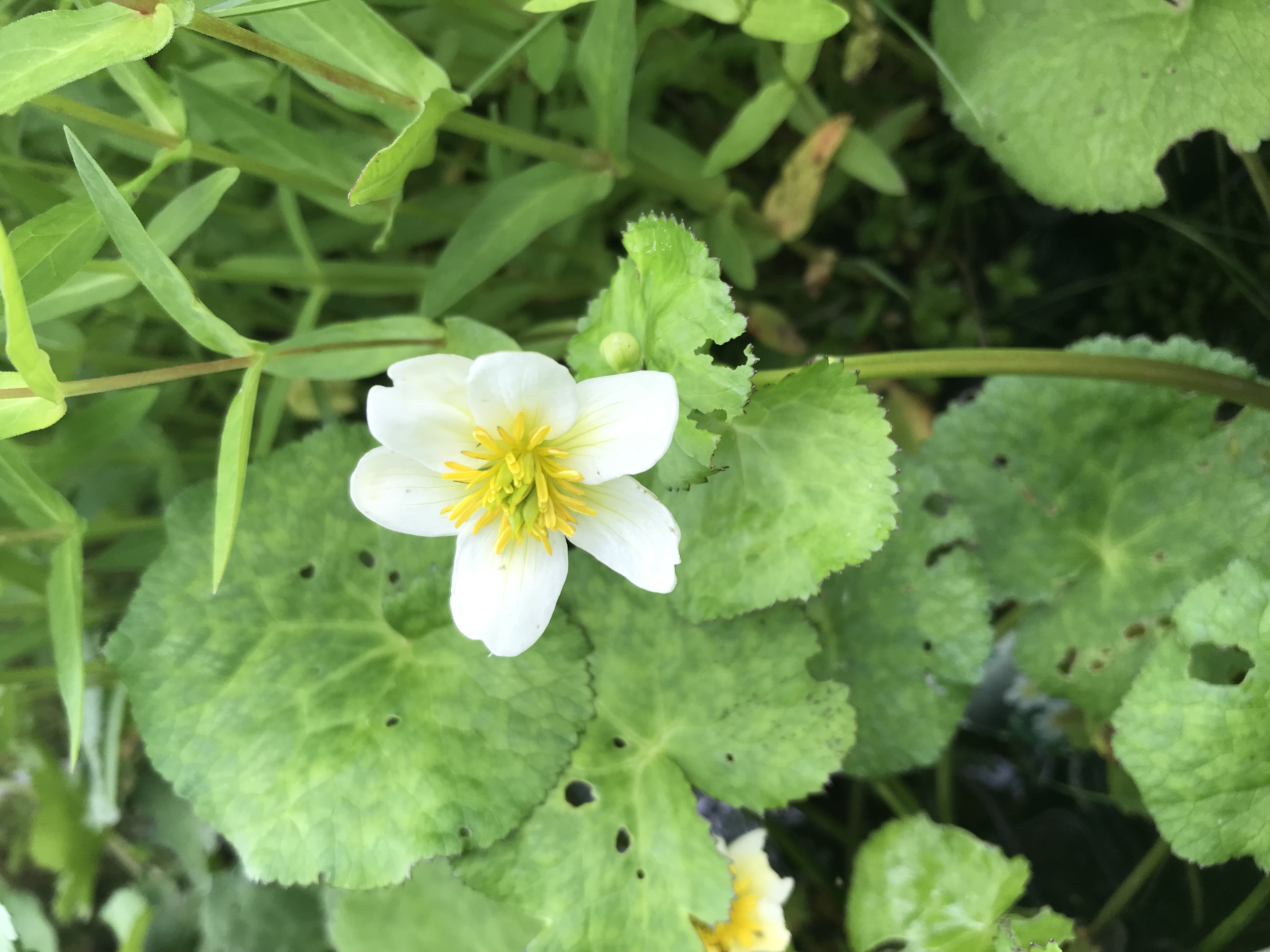 Caltha palustris ALBA