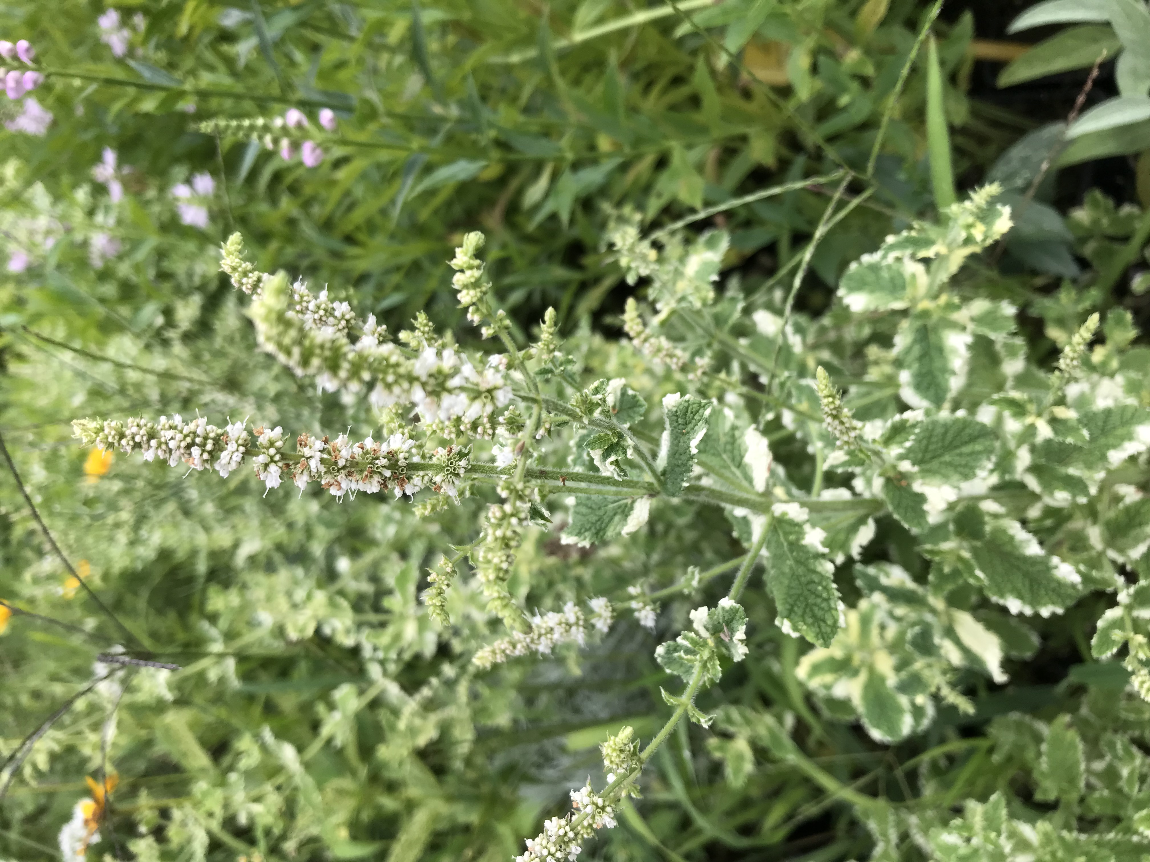 Mentha rotundifolia VARIEGATA