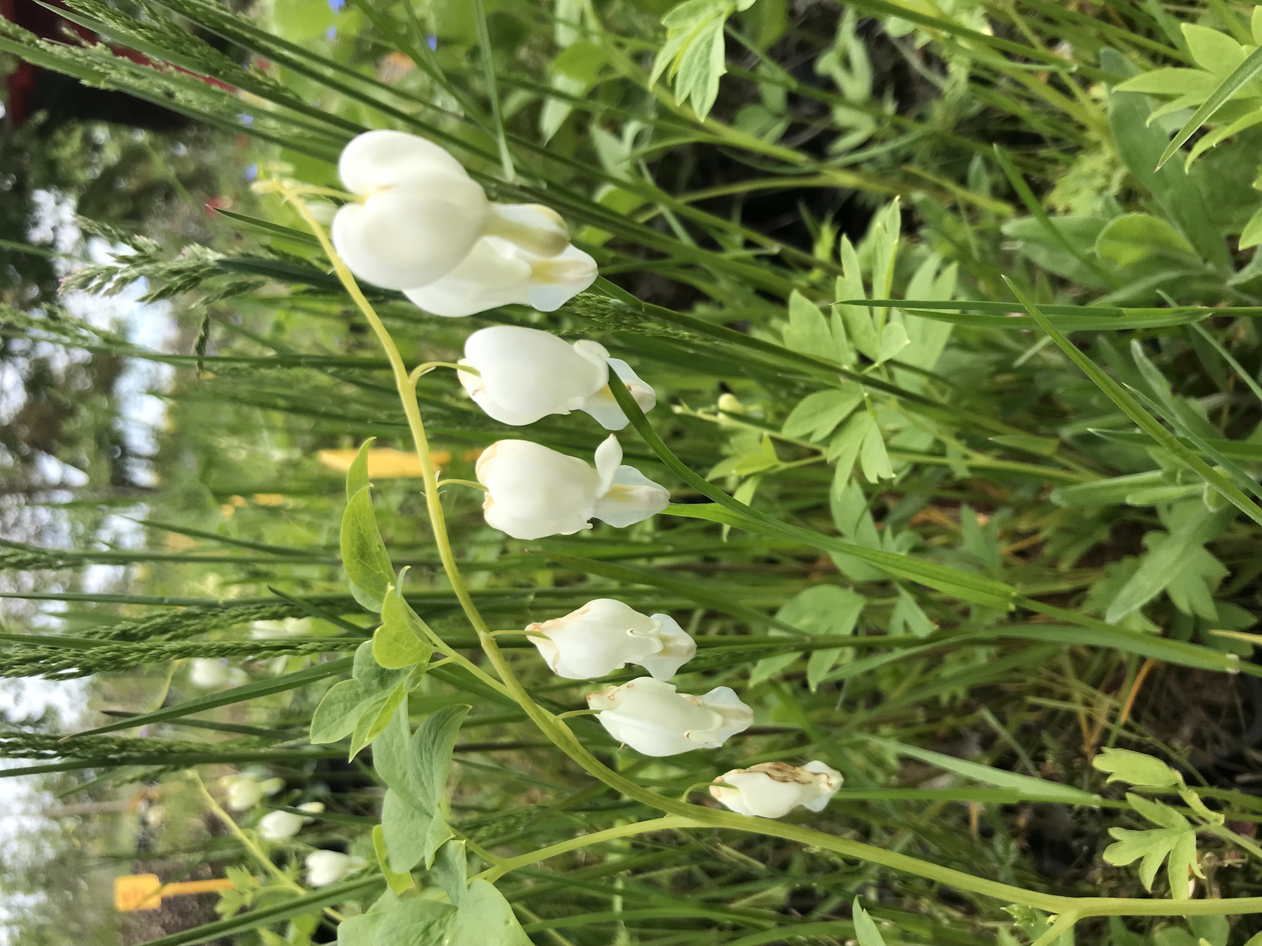 Dicentra spectabilis ALBA
