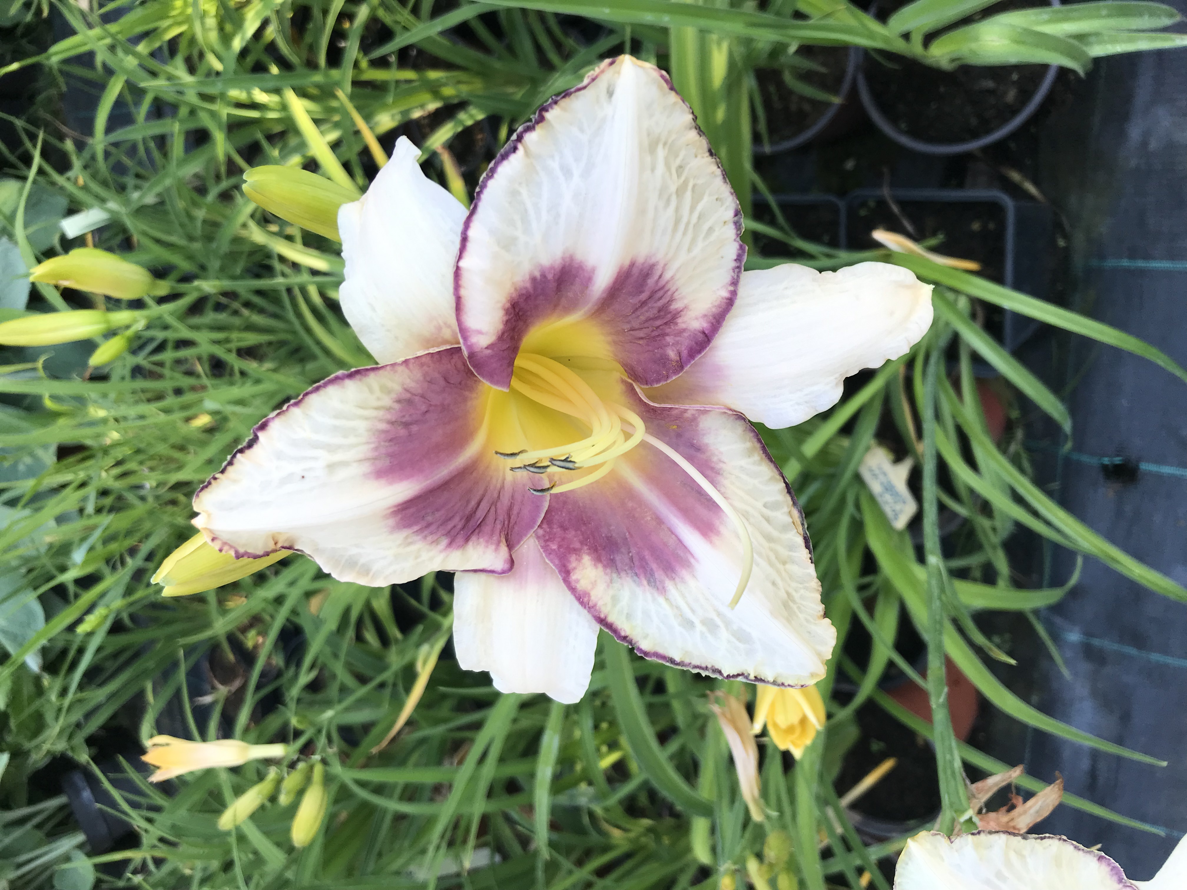Hemerocallis CHICAGO PICOTEE MEMORIES