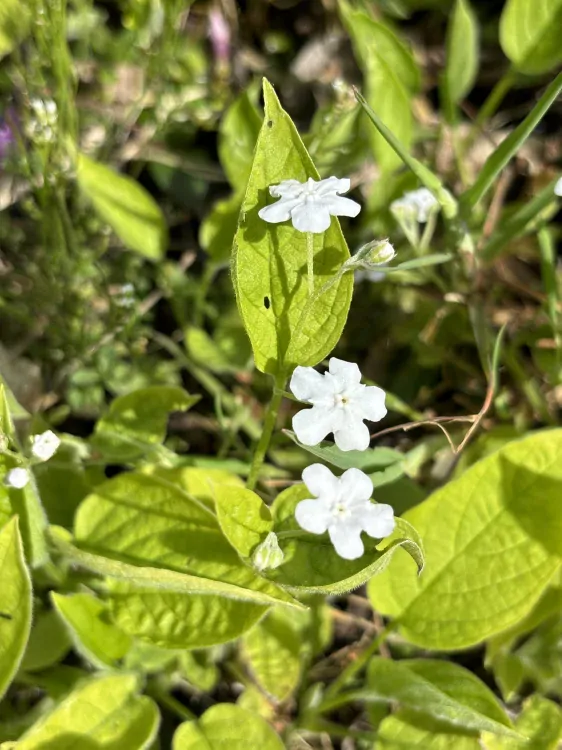 Omphalodes verna ALBA