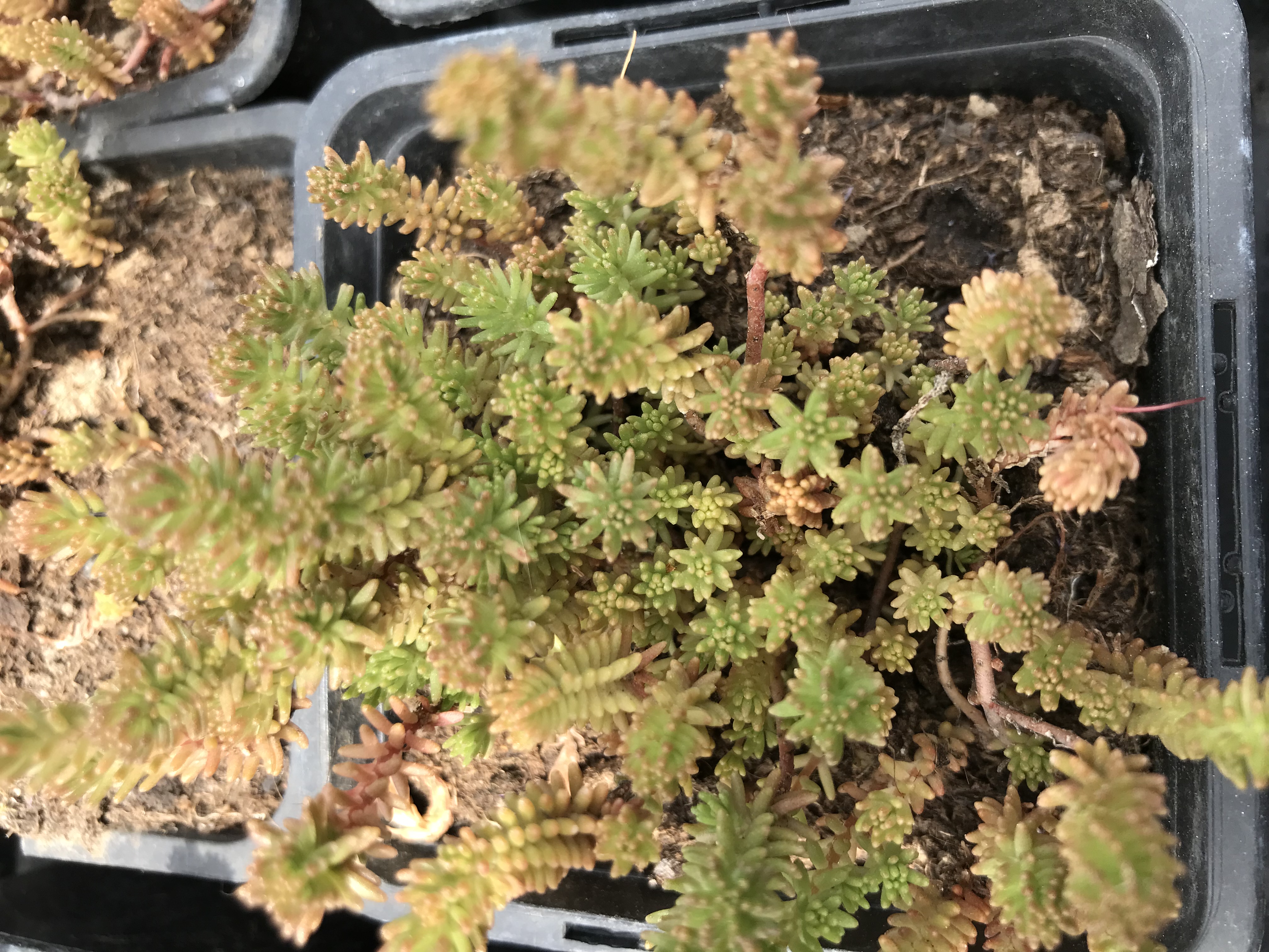 Sedum sexangulare