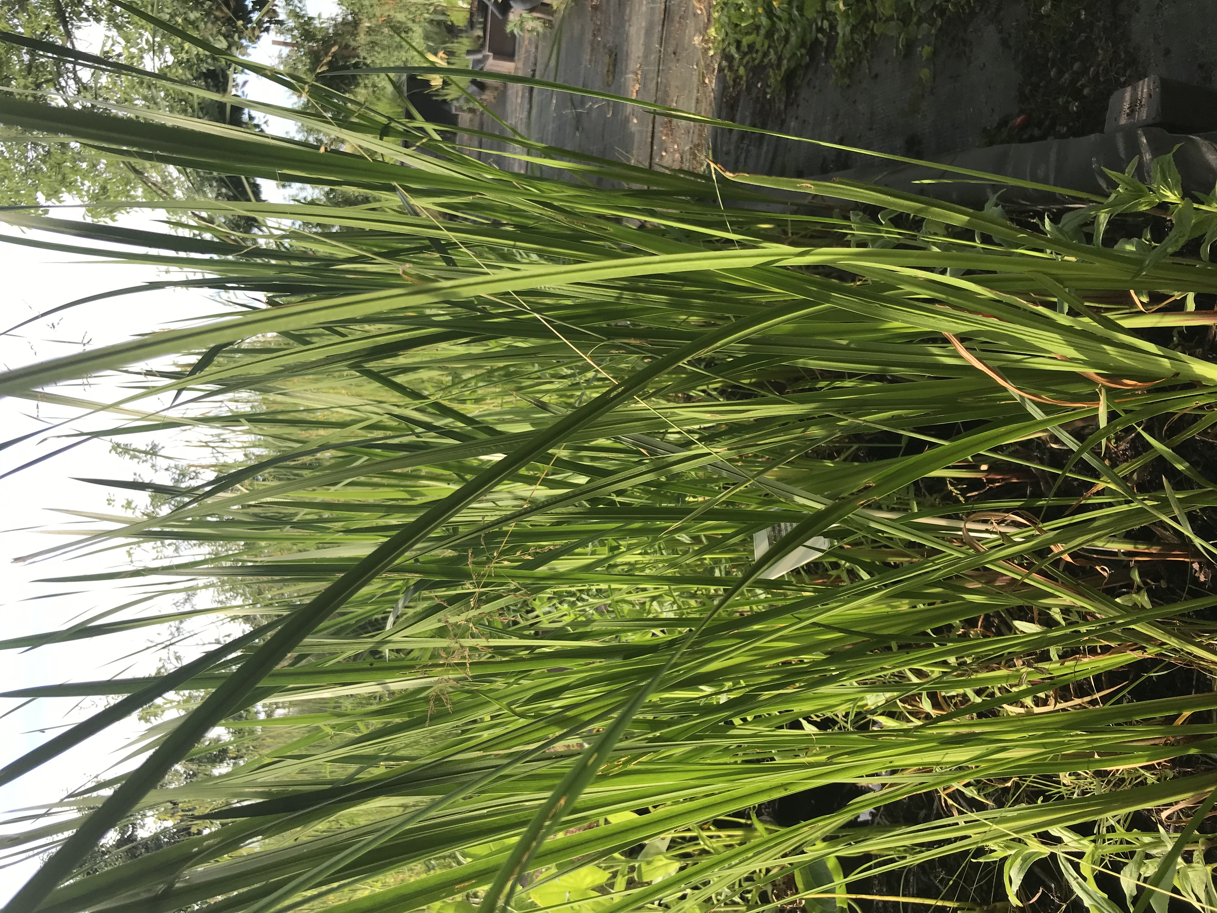 Acorus calamus