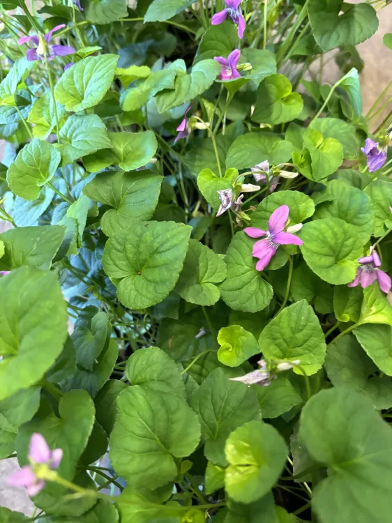 Viola palustris